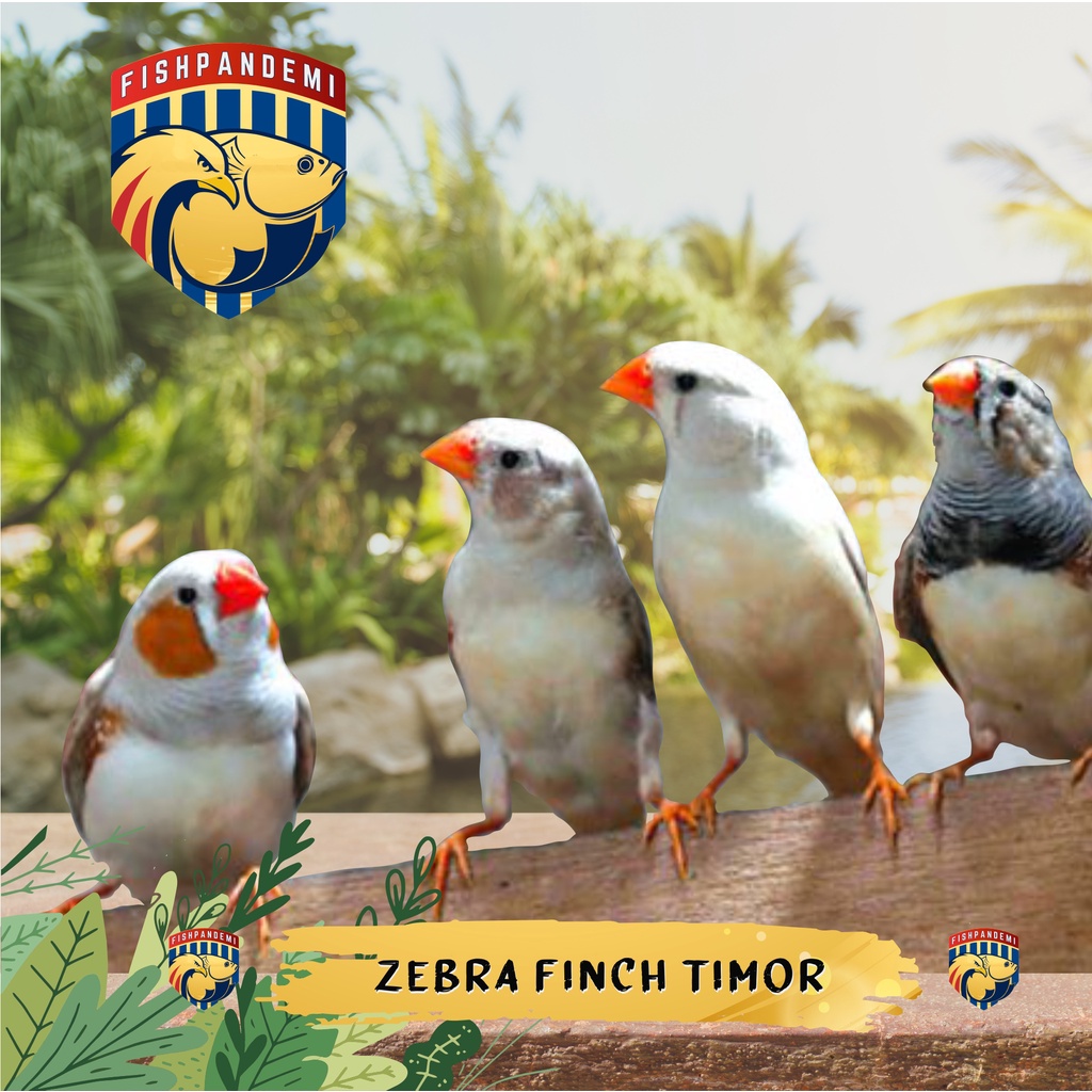 Zebra Finch Lokal/Zebra Finch Timor