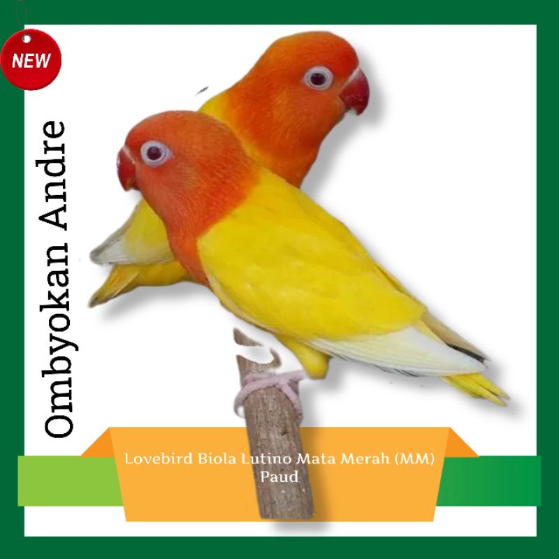 Lovebird Lutino Mata Merah (MM)