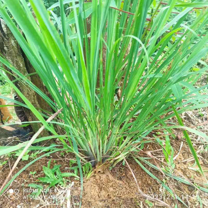 Bibit serai dapur / serai sayur siap tanam
