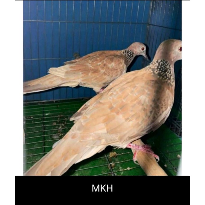 derkuku warna dan puter