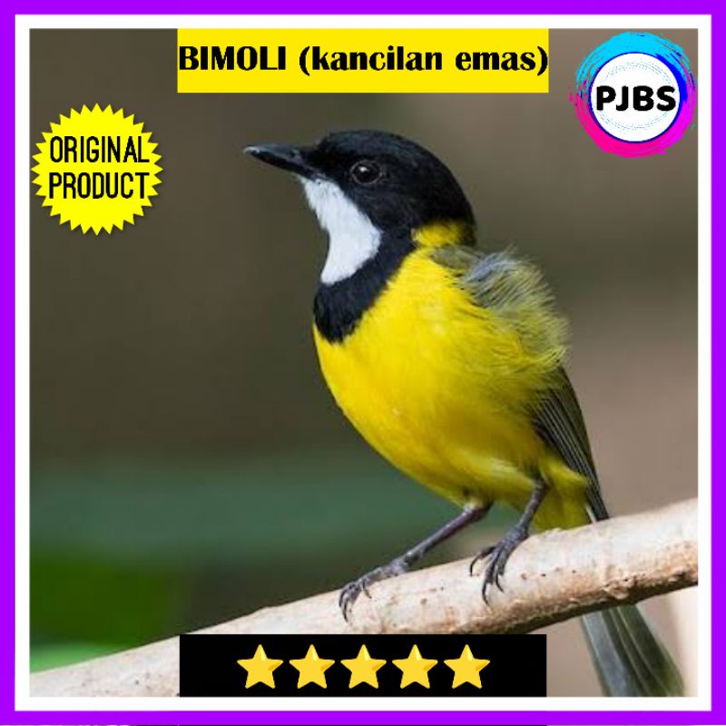 BURUNG BIMOLI GOLDEN WHISTLER bukan pancawarna robin