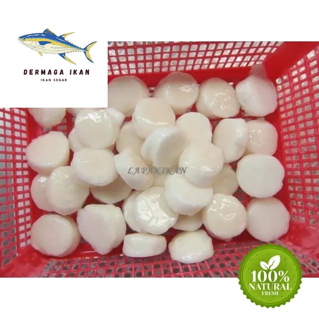 

Daging Kerang Kampak Segar 1~Kilogram