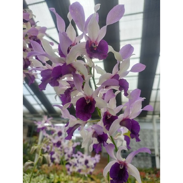 promo anggrek dewasa