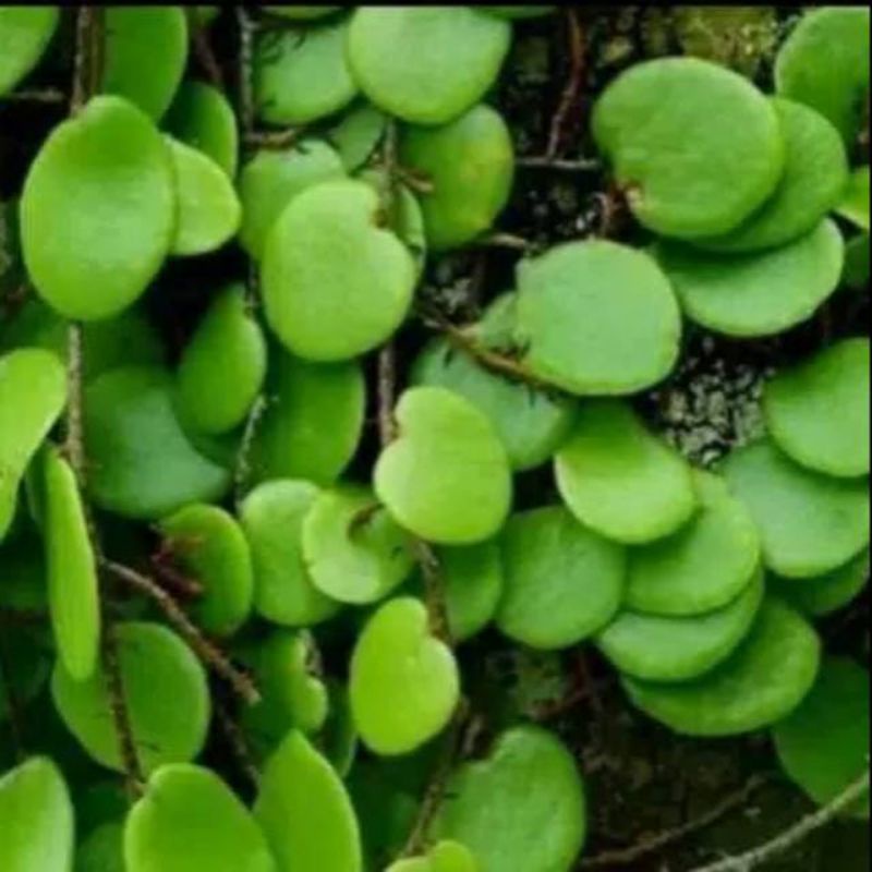 

DAUN PICISAN / SISIK NAGA 1KG MURAH.HERBAL ALAMI.DIPETIK LANGSUNG SAAT ORDERAN MASUK