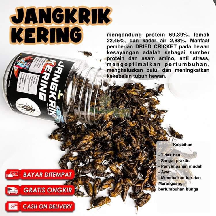 JANGKRIK KERING UNTUK IKAN