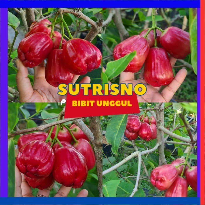 Bibit jambu air king rose