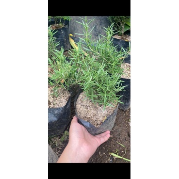 bibit rosemary,, rosemary tabulampot