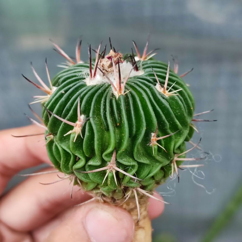 Stenocactus multicostatus Ownroot Seedling Import