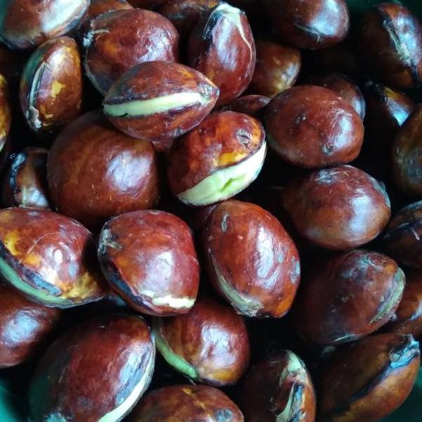 

G31 Jengkol tua 1kg FLASH SALE ほ