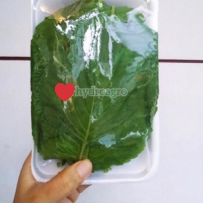

♞ Daun Wijen Korea Korean Bbq Perilla Shiso Sesame Leaf Kkaennip Plant ➽