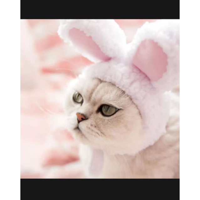 BANDO KARAKTER KELINCI KUCING / ANJING