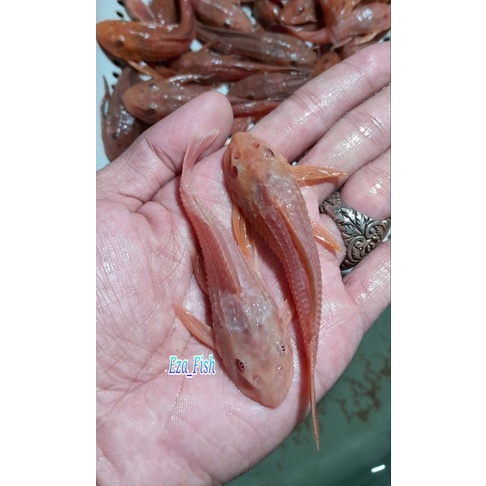 ikan sapu sapu albino mata merah