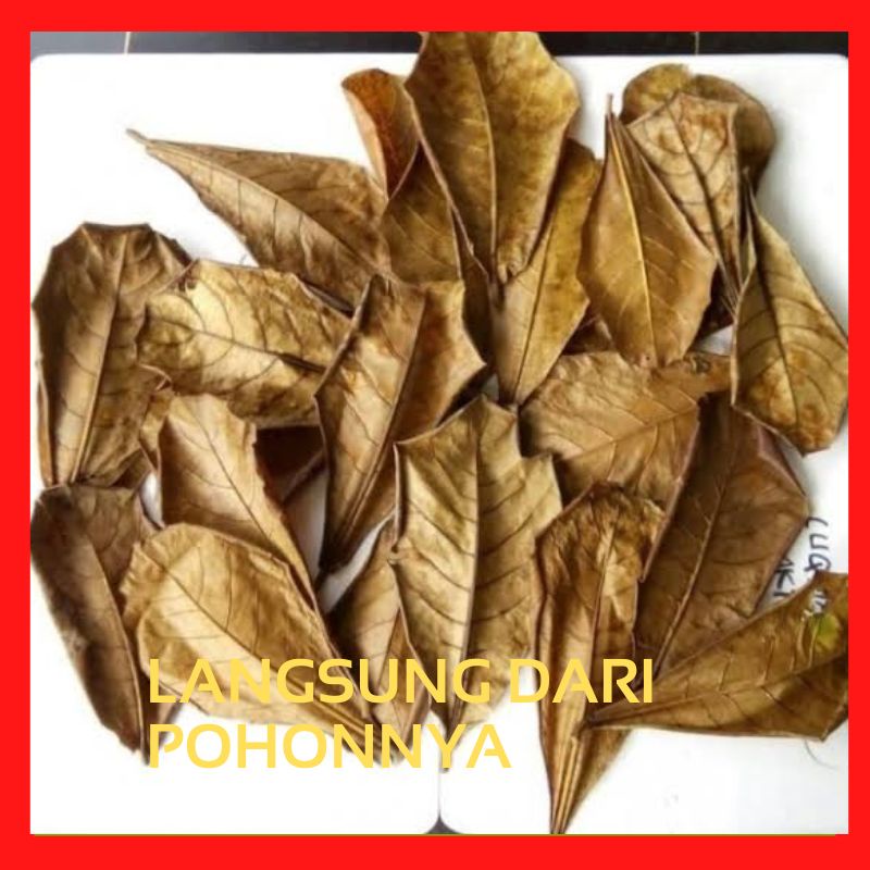 Daun Ketapang Ketapang daun Ketapang kering daun cupang daun Ketapang cupang Ketapang kering Ketapan