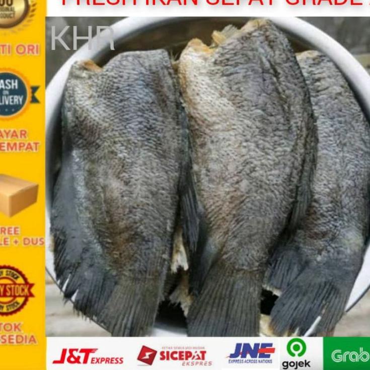 

➭ Ikan asin sepat grade super - ZHR ❀