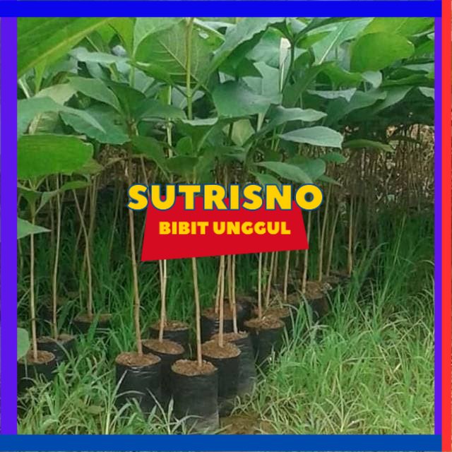 Bibit pohon jati emas unggul