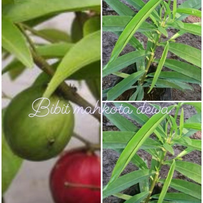 bibit pohon buah mahkota dewa 20 cm NN222 sukses