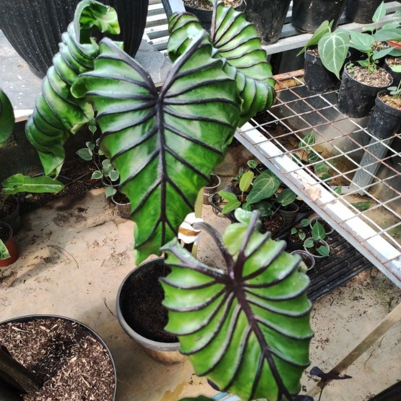 colocasia paraoh mask