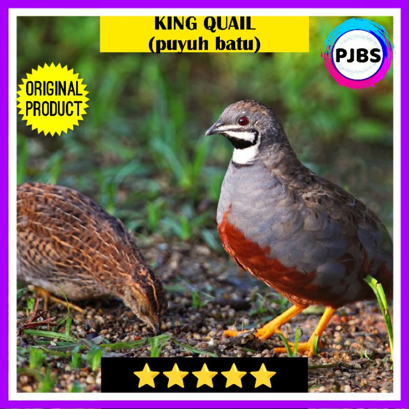 BURUNG PUYUH BATU KING QUAIL SEPASANG