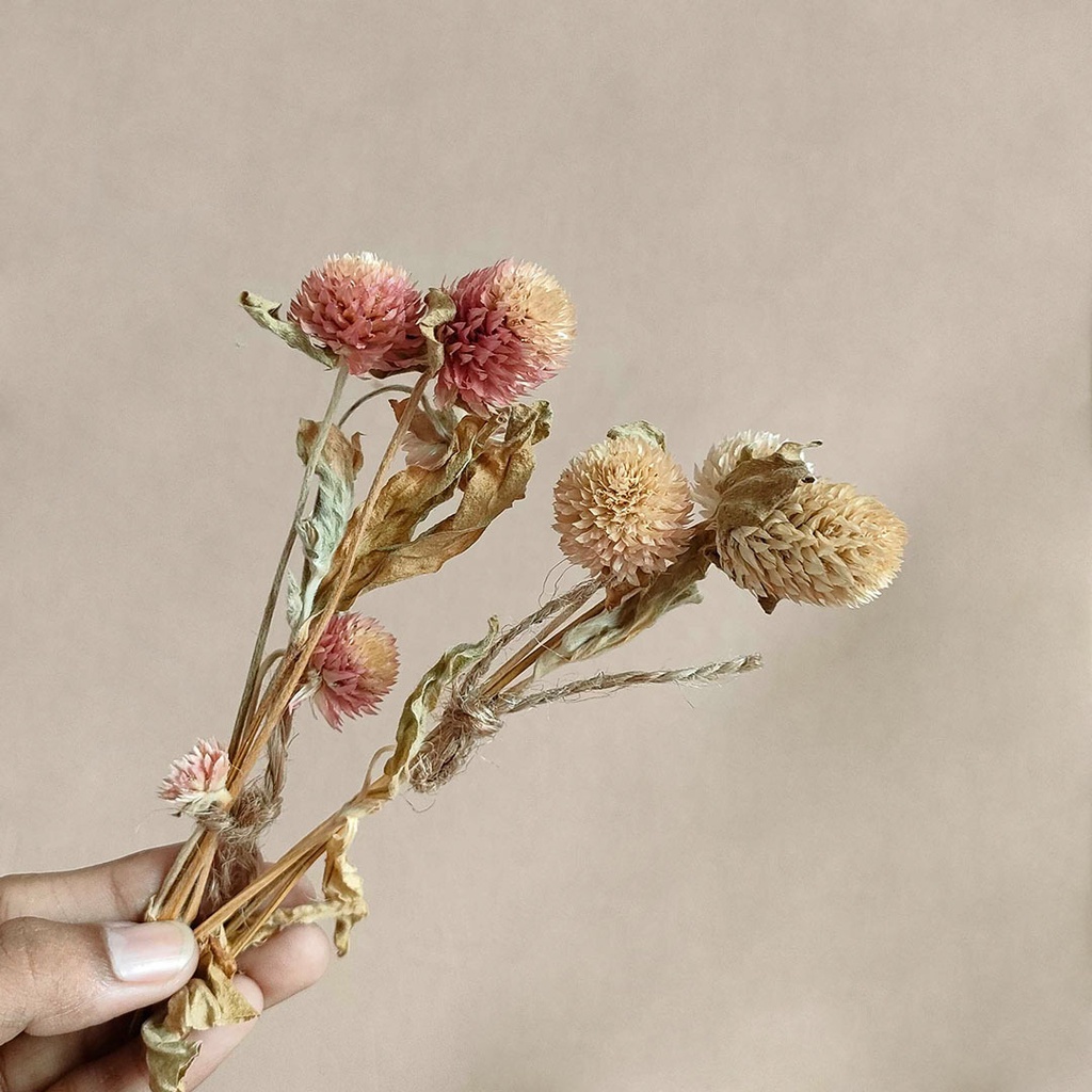 Dried Flower Gomphrena Bunga Tangkai Kering Asli Import Hias Dekorasi Rumah