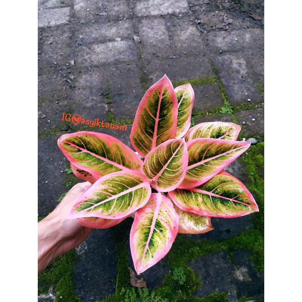 AGLAONEMA LOTUS DELIGHT/ Aglonema