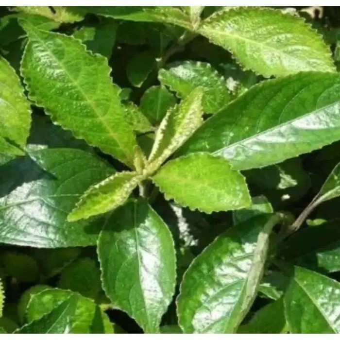 

Daun keji beling - pecah beling segar perlembar