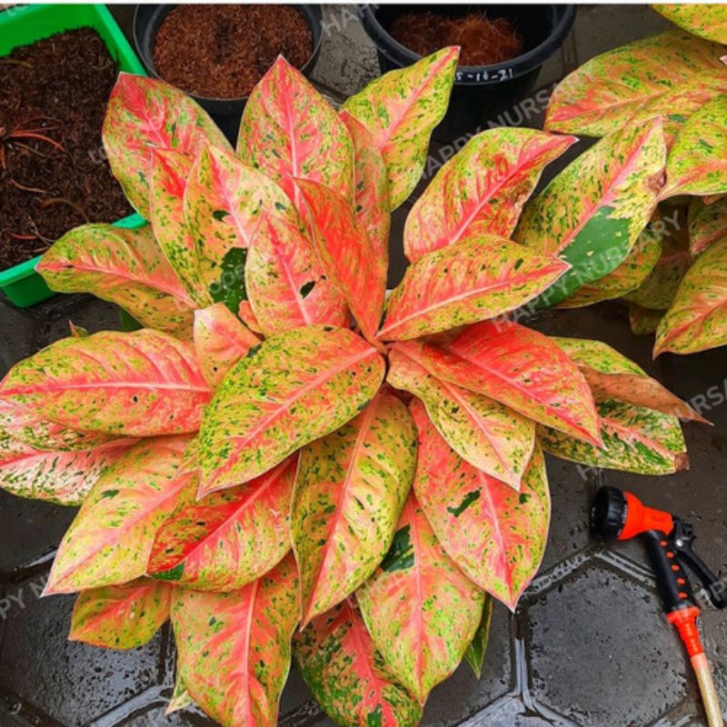 Aglonema Bigroy Murah