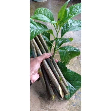 Stek pohon afrika/stek pohon afrika/bibit pohon afrika/bibit pohon afrika/20cm