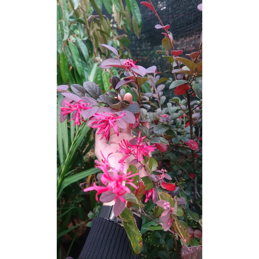 Tanaman Hias Pitaloka atau Serut Merah Chinese fringe  Aneka Bibit