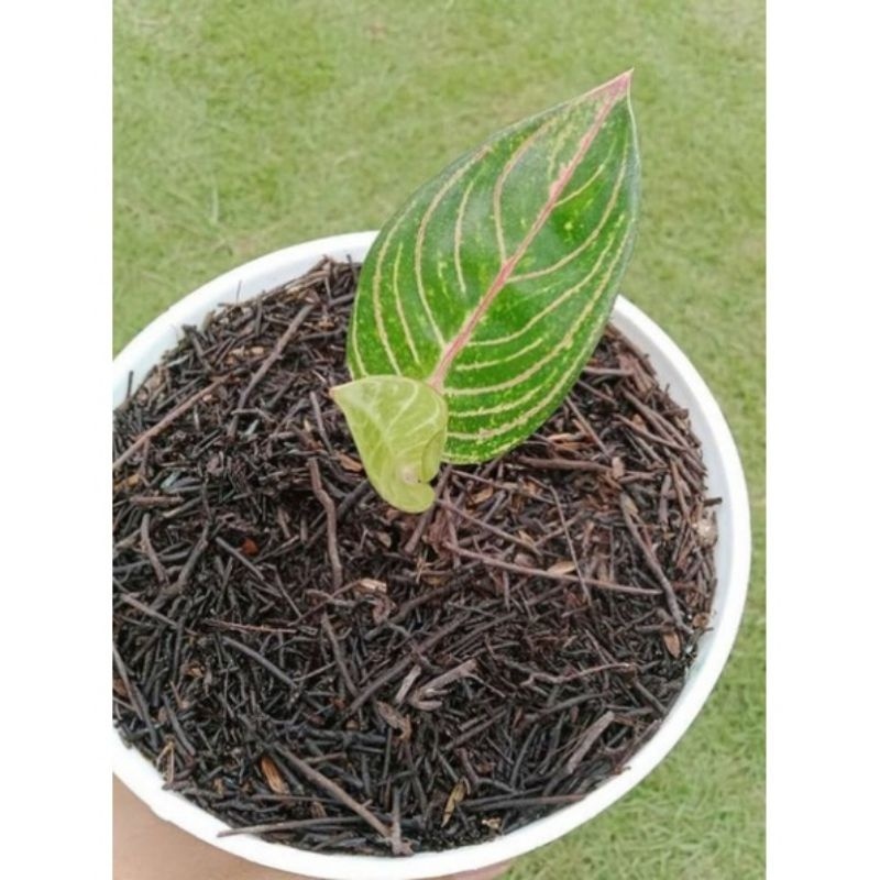 AGLONEMA ROMANTIC LOVE BABY//ROMANTIC LOVE AGLONEMA