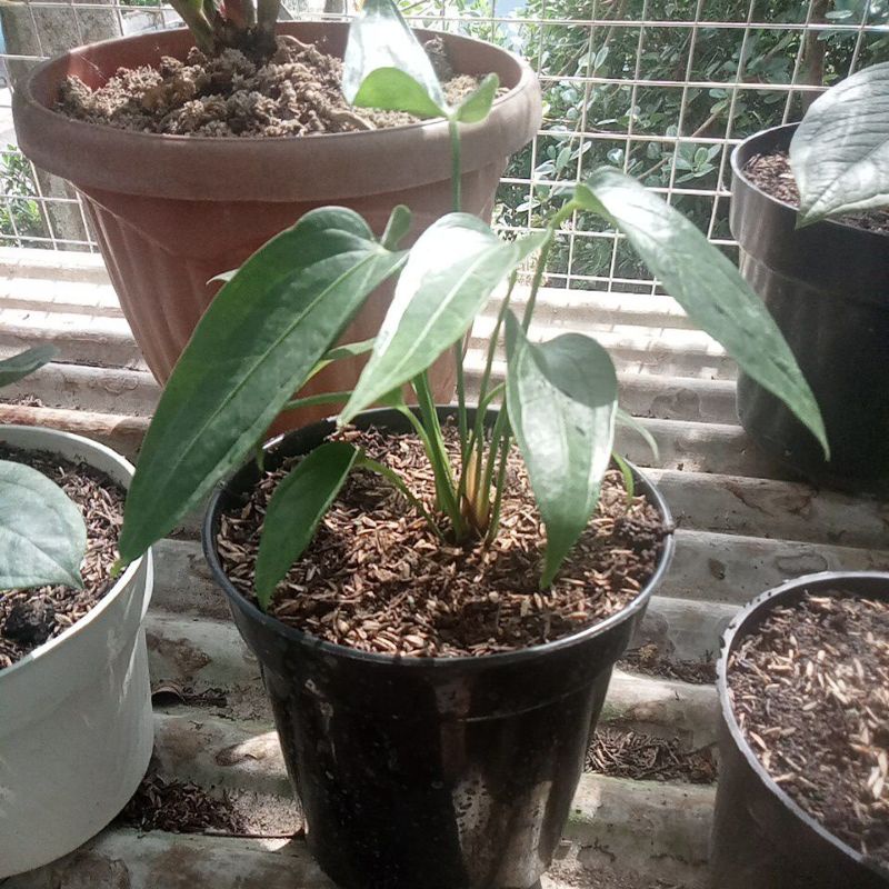 Tanaman Anthurium lea rimbun