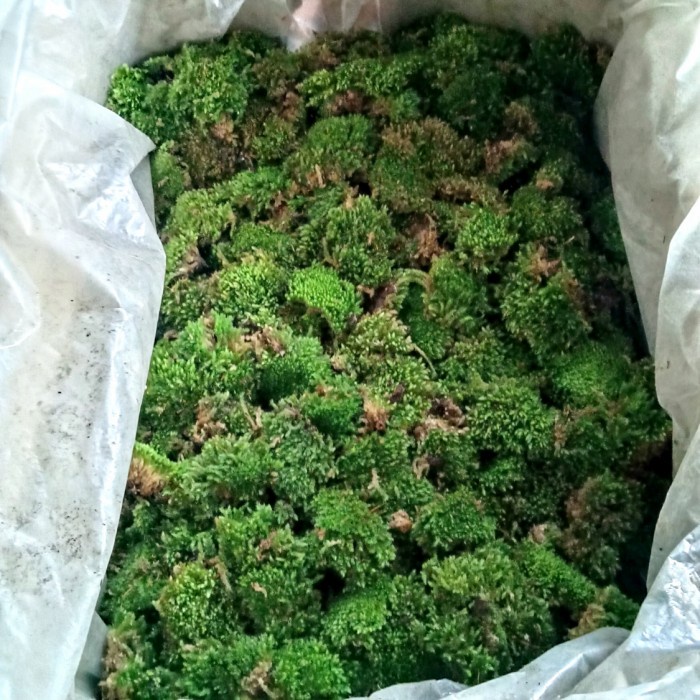 Terlaris Media Tanam Lumut / Moss 1Kg