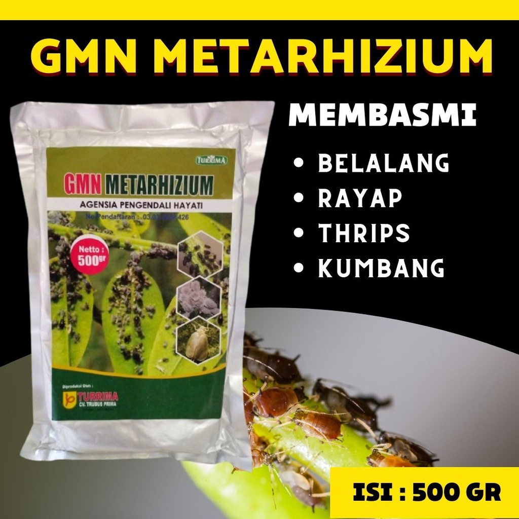 Metarhizum Pembasmi Hama Pada Tanaman Padi, Obat Wereng Coklat Wereng Hijau