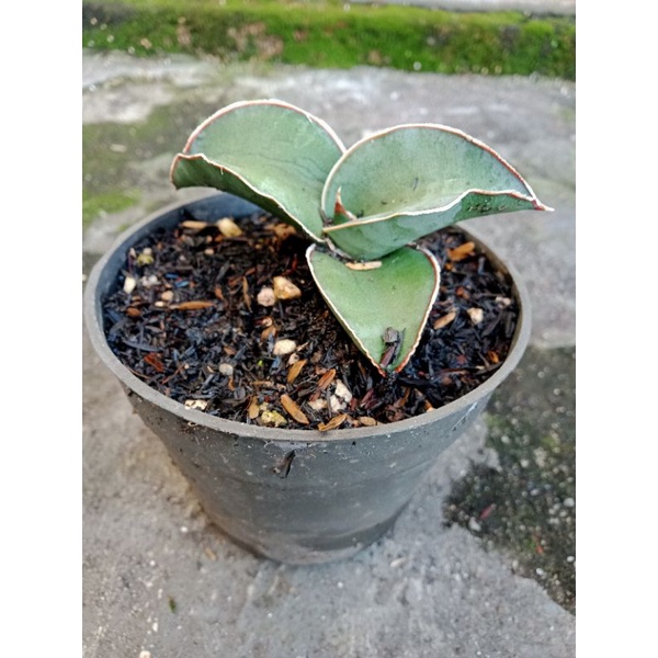 sansivera Robusta dwarf