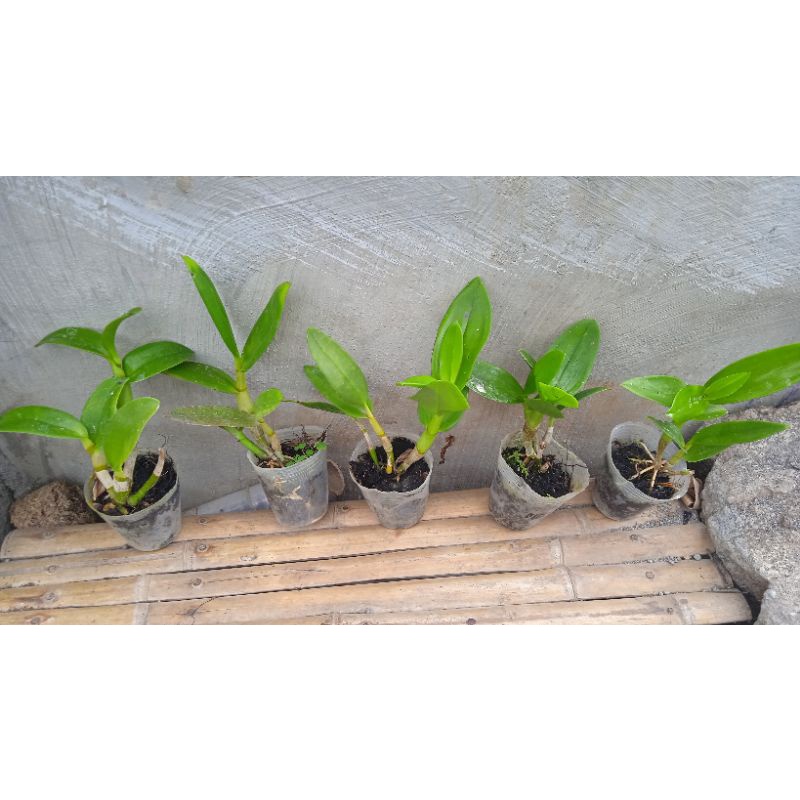 bunga anggrek dendro