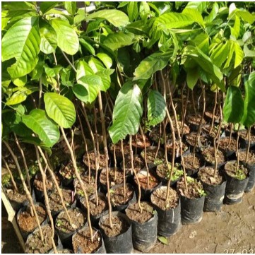 Bibit Tanaman Duku Palembang manis