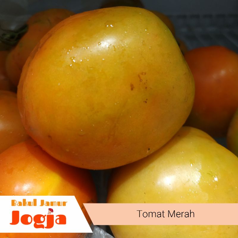 

TOMAT MERAH (500 gram)