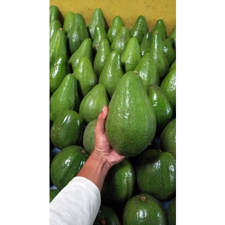 

ALPUKAT MENTEGA SUPER JUMBO