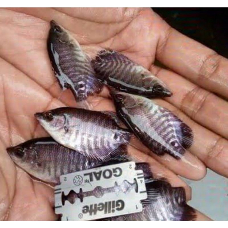 

PROMO GURAME SOANG UKURAN NYILET