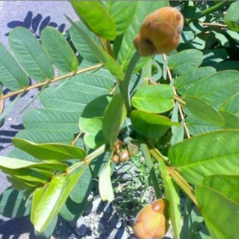 

daun ketepeng seger 250 gram
