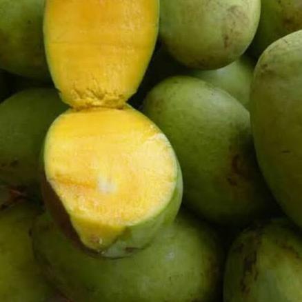 

✤ Mangga Kweni 1 Kg Segar Fresh ☺