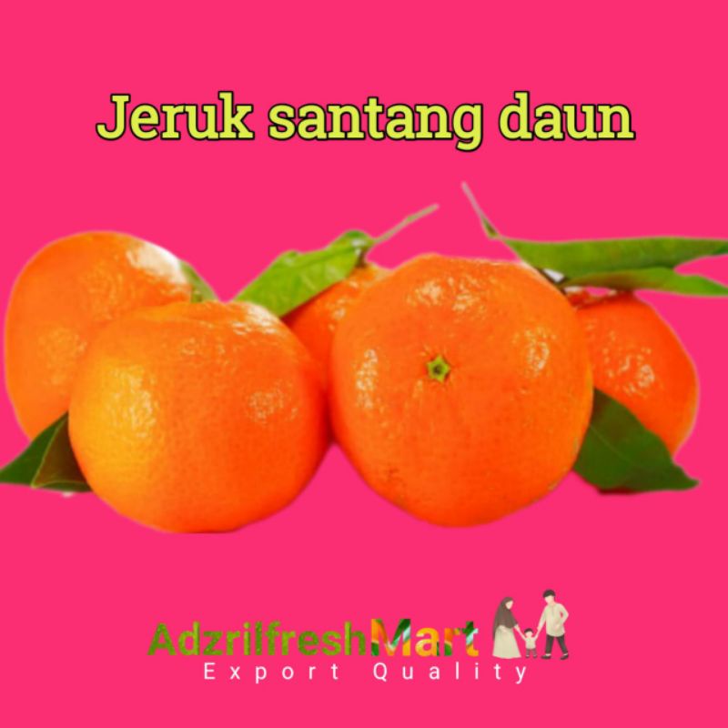 

BUAH JERUK SANTANG DAUN