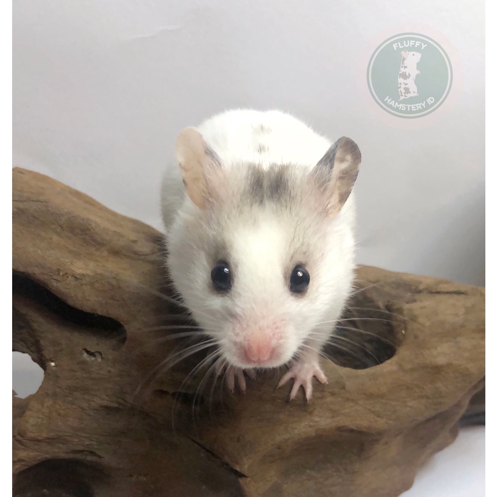 CUMA ADA 1 Hamster Syrian White Shorthair Jantan Umur 3 Bulan Gembul Lucu Gemas - Bulu Putih dengan 