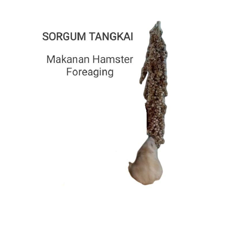 Makanan Hamster Sorgum Tangkai