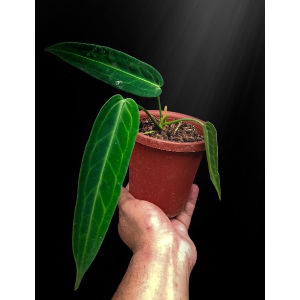 Anthurium Waroqueanum ( Anthurium Waroq / Lidah Gajah )