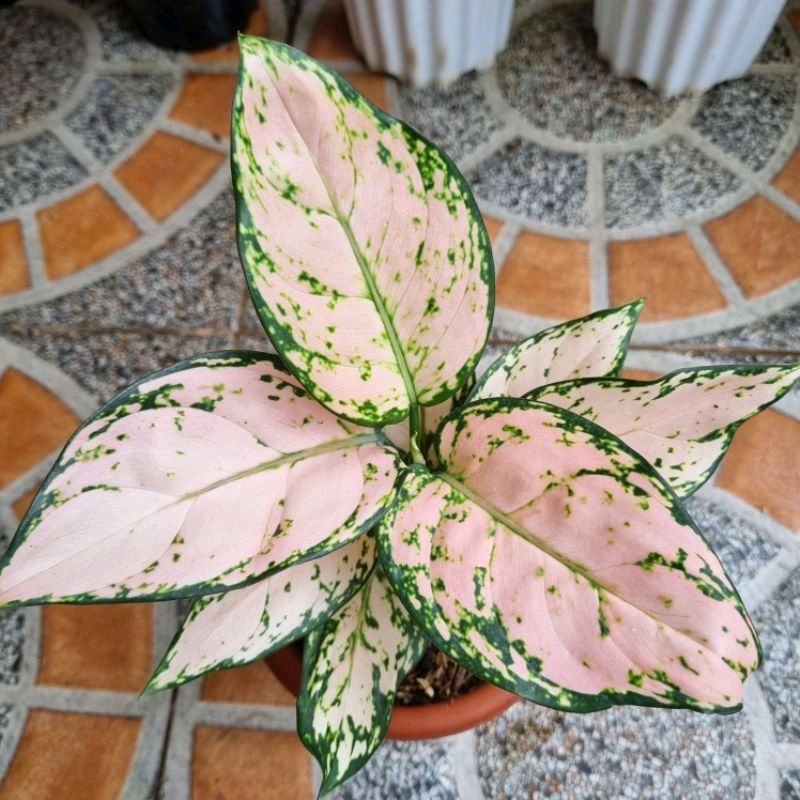 Aglonema Pink Yulia