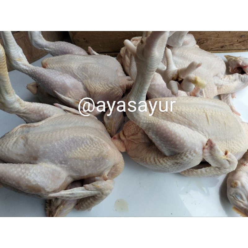 

Ayam segar Potong kandang