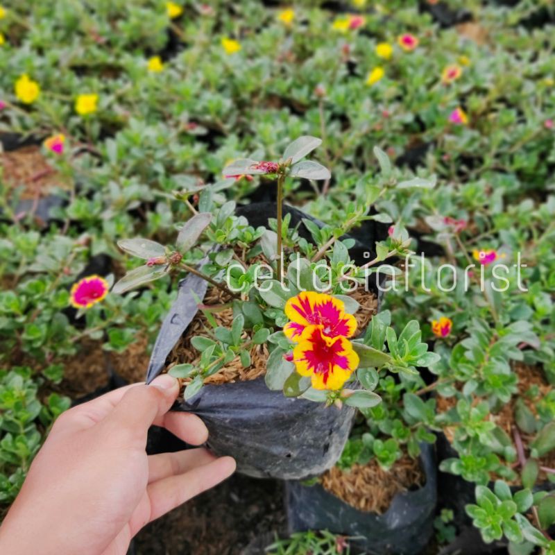 Tanaman Hias Bunga Krokot Portulaca Pohon Hidup - TitipBibit