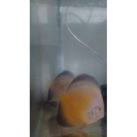 jual discus pair