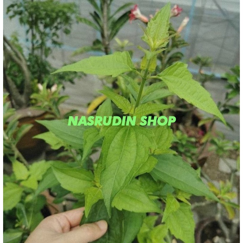 

[Fresh] DAUN KERINYUH SEGAR / DAUN Kopasanda / DAUN BLACKACIDA / CHROMOLAENA ODORATA / DAUN KI