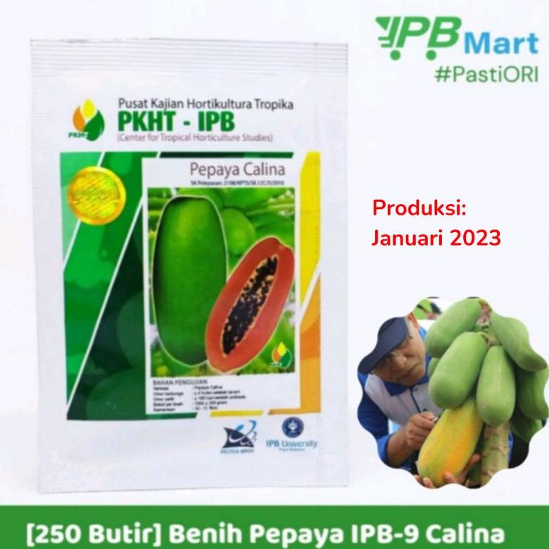Benih Pepaya Calina/California isi 250 butir inovasi IPB 9 PKHT